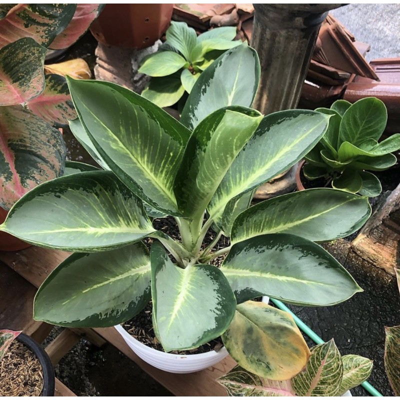 Tanaman hias aglonema susu white aglonema milky