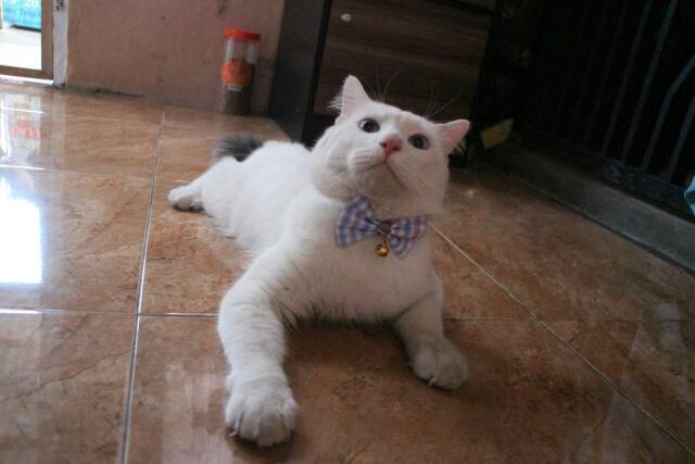 Dasi kupu-kupu lucu / baju kucing / bowtie kucing / dasi kucing