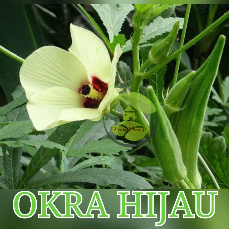 Benih okra hijau