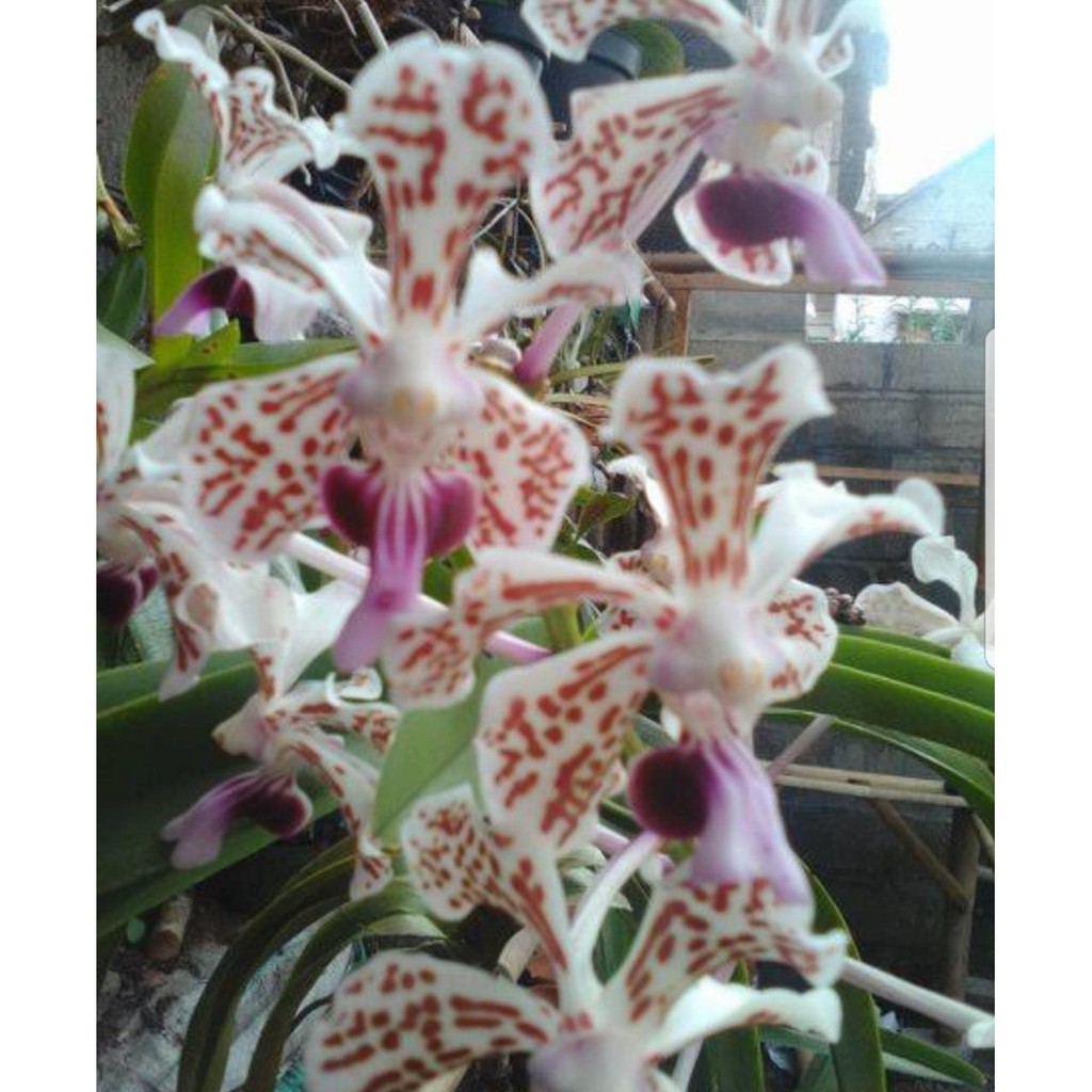BUNGA ANGGREK VANDA TRICOLOR JUMBO SIAP BERBUNGA MURAH