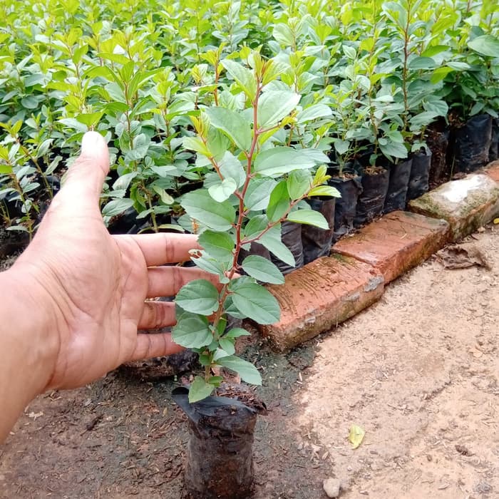 beli 2 gratis 2 bibit pohon bidara arab