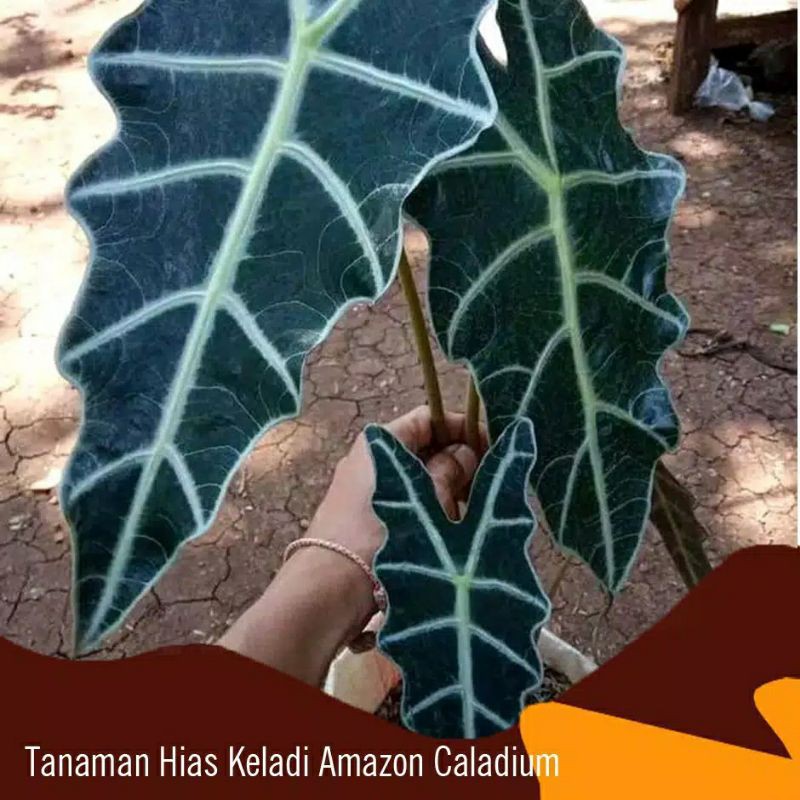 tanaman hias Alokasia amazonica topeng papua