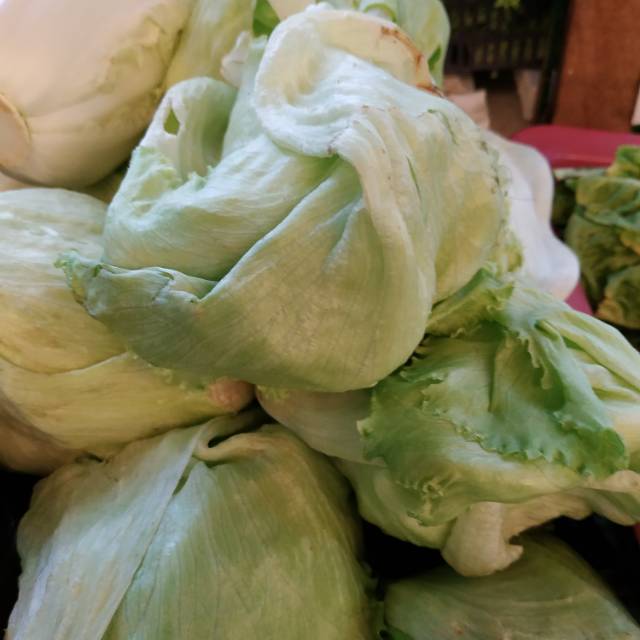 

Lettuce / Letus