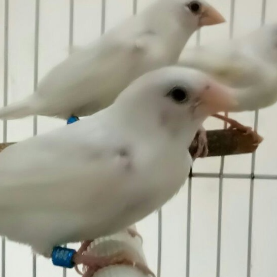 Image of Burung Emprit Jepang ANAKAN Putih #1