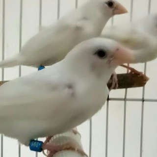 Image of thu nhỏ Burung Emprit Jepang ANAKAN Putih #1