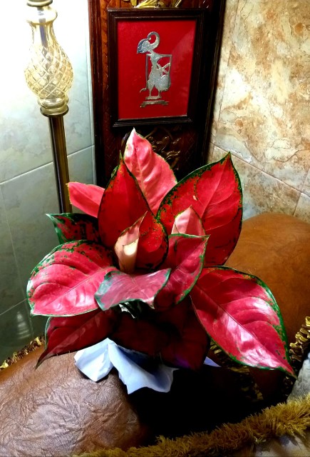 Tanaman Hias Aglonema Red Anja / Red Anjamani / Red Aglonema