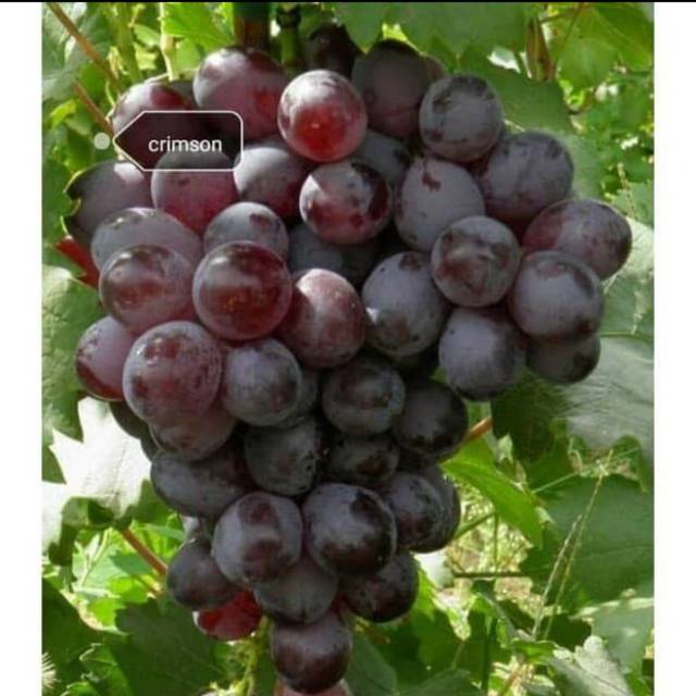 Bibit Anggur Import CRIMSON SEEDLESS