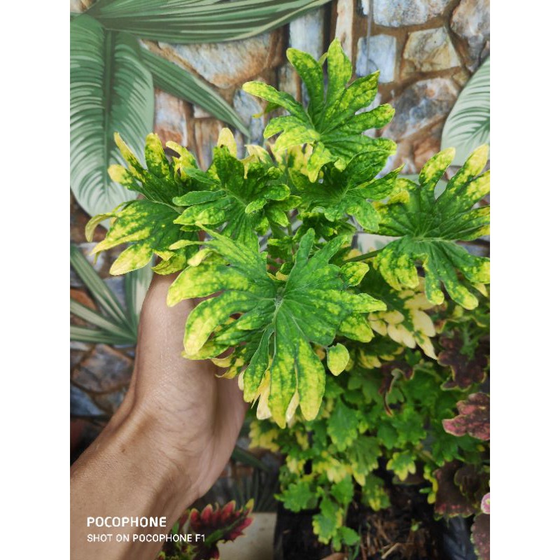 miana coleus,Jawer Kotok,Iler,Ati-ati,Miana Premium,miana yellow submarine(berakar)