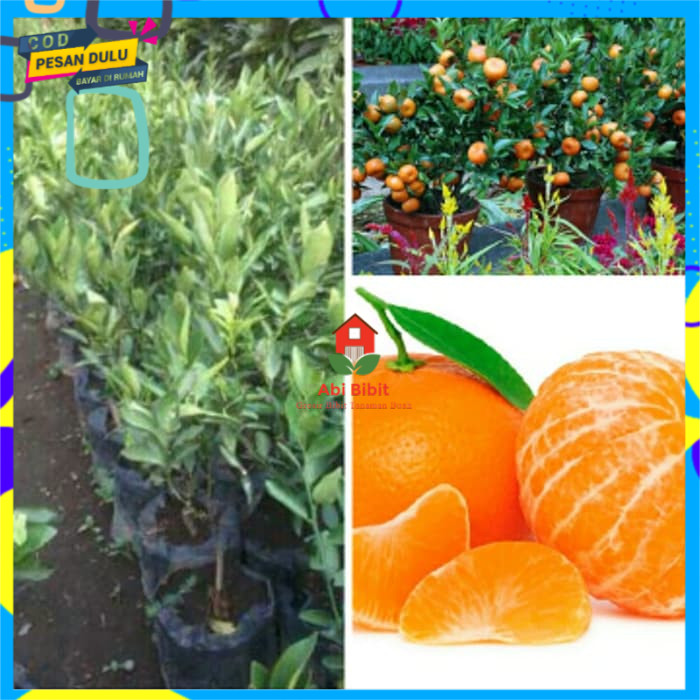 bibit jeruk mandarin