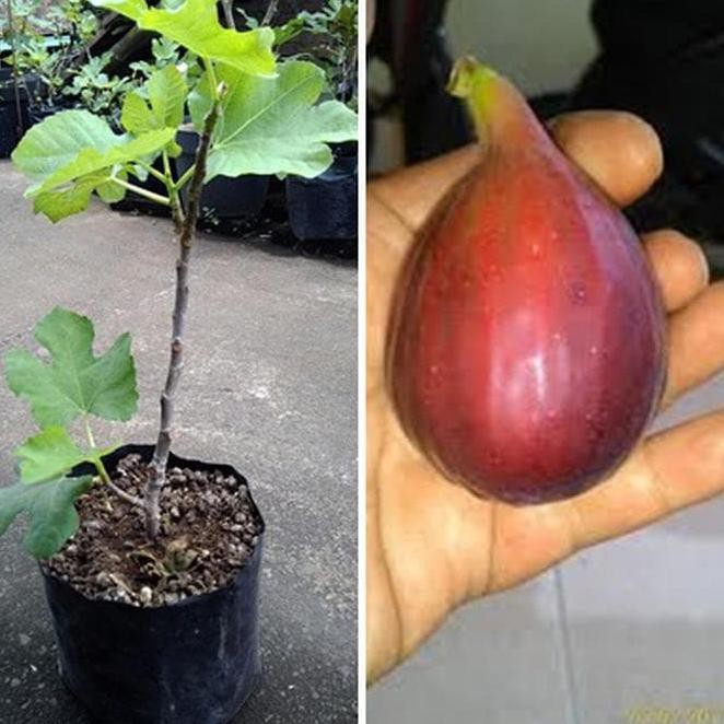 TERLARIS Terlaris Khurtmani Fig Bibit Pohon Tin Red Palestine Buah Tin Bibit