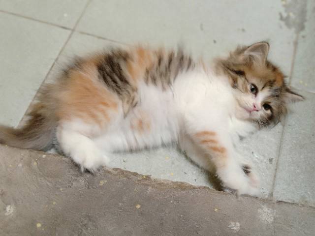 Kucing Persia Flatnose Calico Betina Dan Oren Jantan Shopee Indonesia