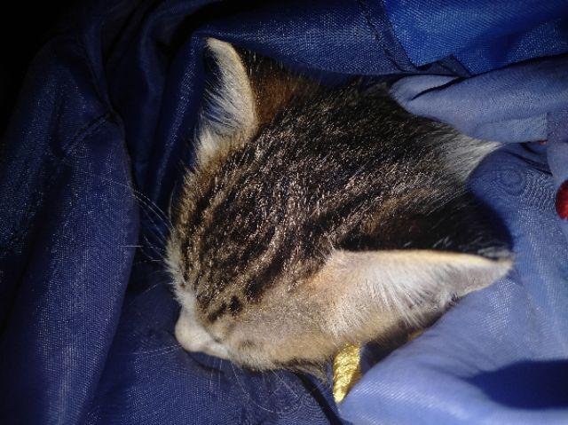 Maura Couple - Sania Ruffle Batik Couple Ori Ndoro Jowi Dnt Garansi Termurah Shopee Hayunda Sarwenda