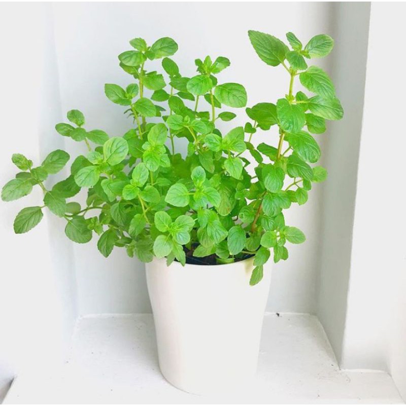 bibit daun mint / daun mint / mint / paper mint / tanaman daun mint