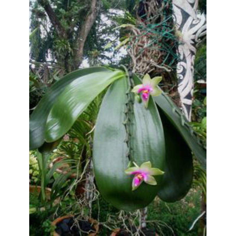 anggrek phalaenopsis violacea