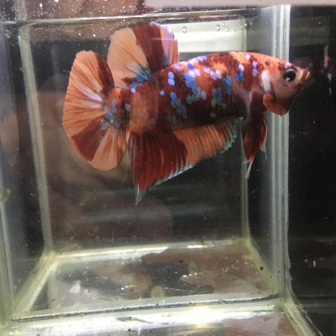 Promo Cupang Giant Nemo Galaxy Emerald