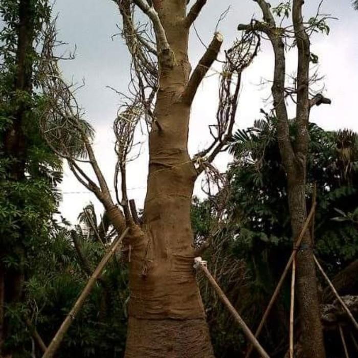 5 Bibit Pohon Kaki Gajah Baobab Afrika