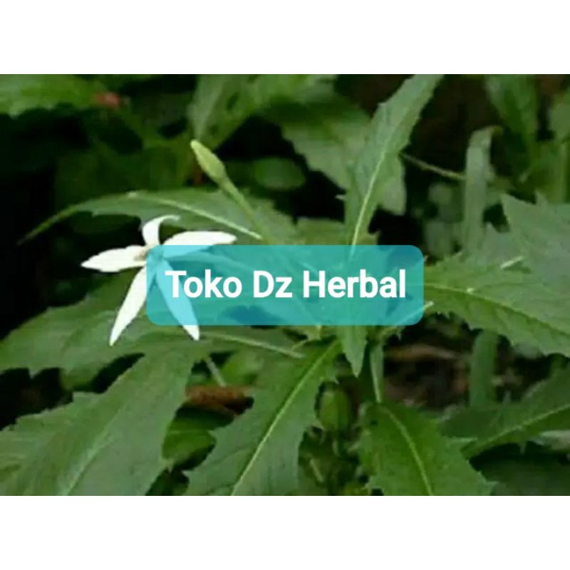 

Paket 1 kg daun kitolod segar fresh-az