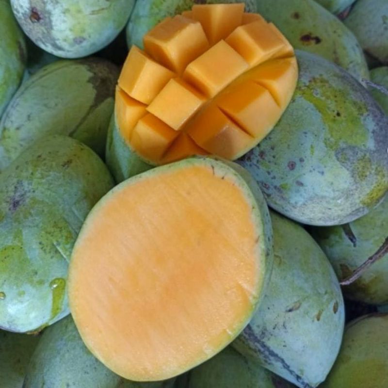 Buah mangga indramayu matang 1 kg