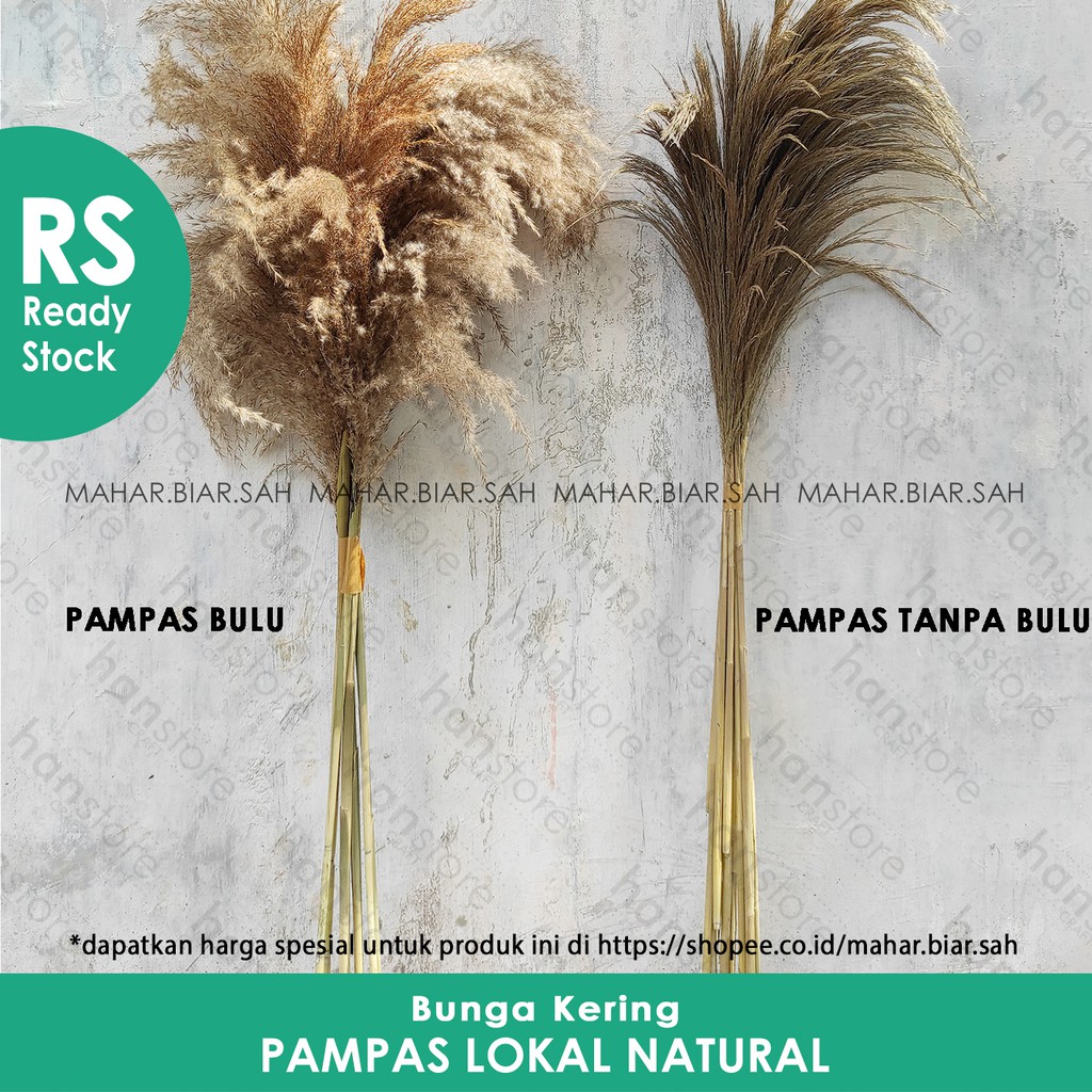 RS 1 Tangkai Bunga Kering Pampas lokal natural / dried pampas / pampas grass / pampas bulu lokal