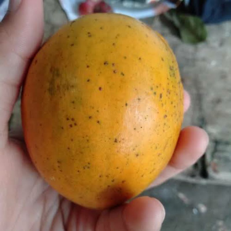 

Buah Mundu Segar Asli - Buah Apel Jawa Langka