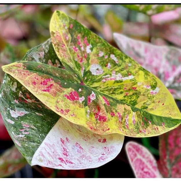 caladium yot mong kut / ymk /thai series/cc