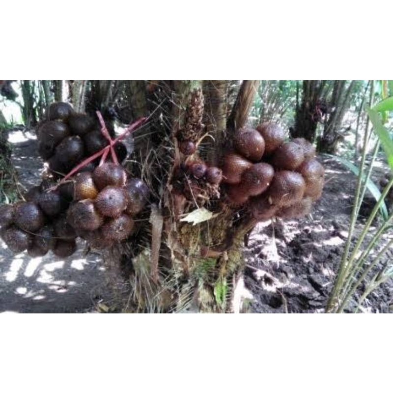 

Buah Salak Segar