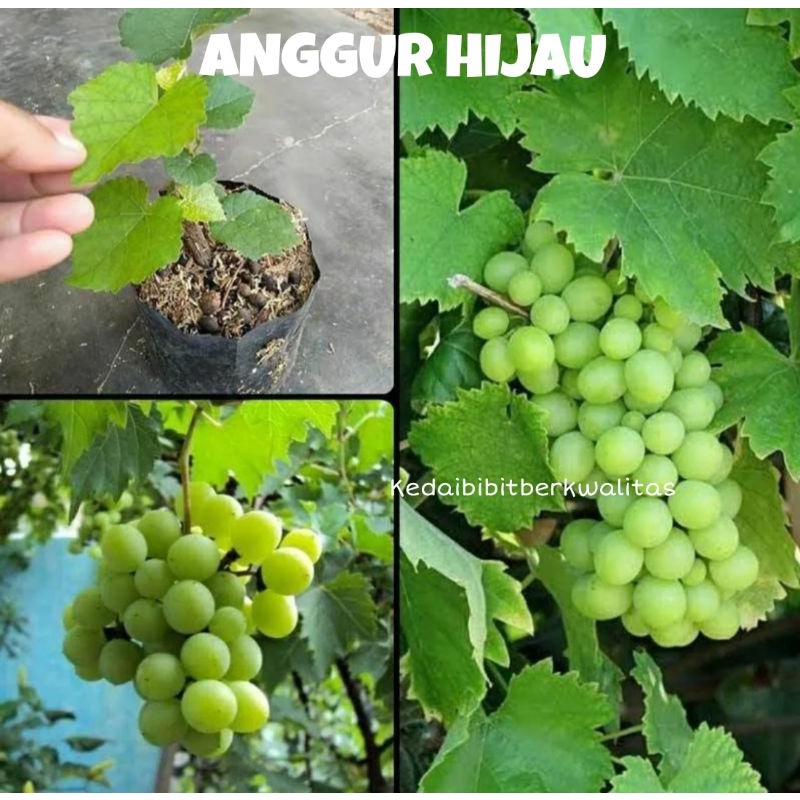Bibit Anggur Hijau Tanpa Biji Terlaris