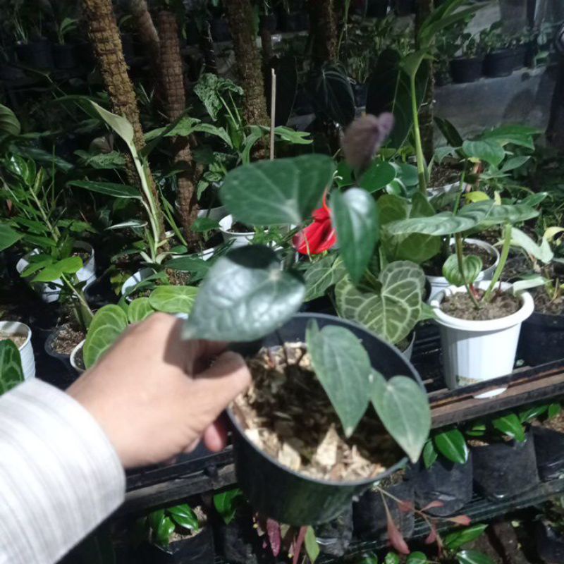 TANAMAN HIAS SIRIH HITAM