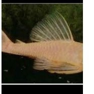 Ikan sapu sapu albino