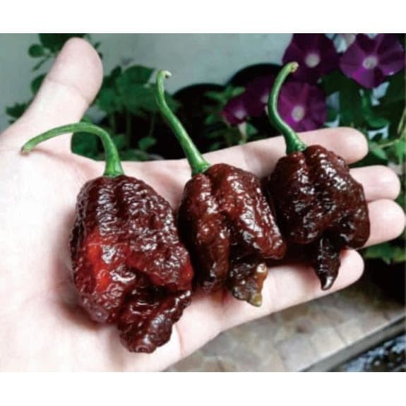 Jual Bibit Benih Biji Cabe Podzilla Chocolate Pepper Bibit Tanaman