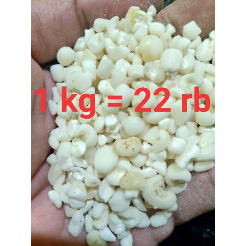 

Jagung Bassang Asli Pulut, Baca Deskripsi