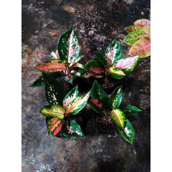 Aglonema kochin tembaga varian