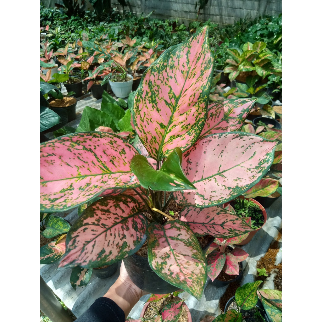 tanaman hias bunga aglonema ruby valentine murah kosiamart