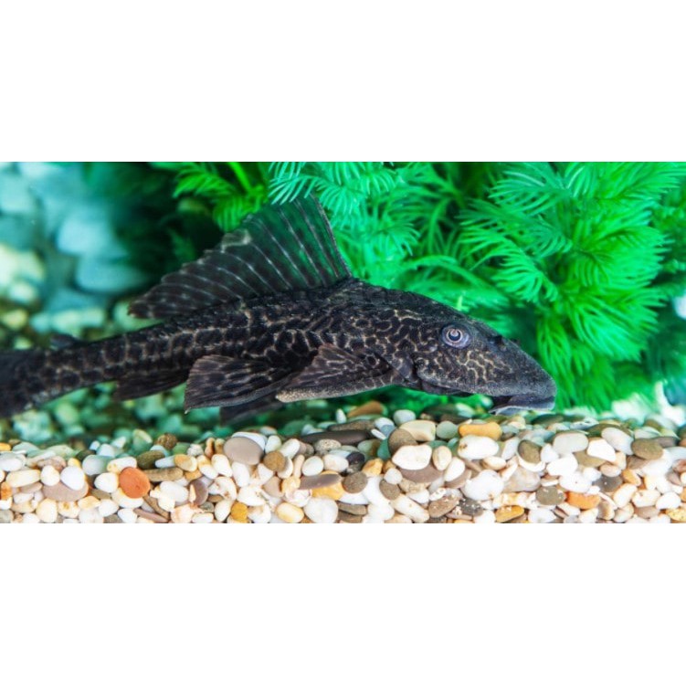 Ikan Sapu Sapu Ukuran 10 s/d 15 CM