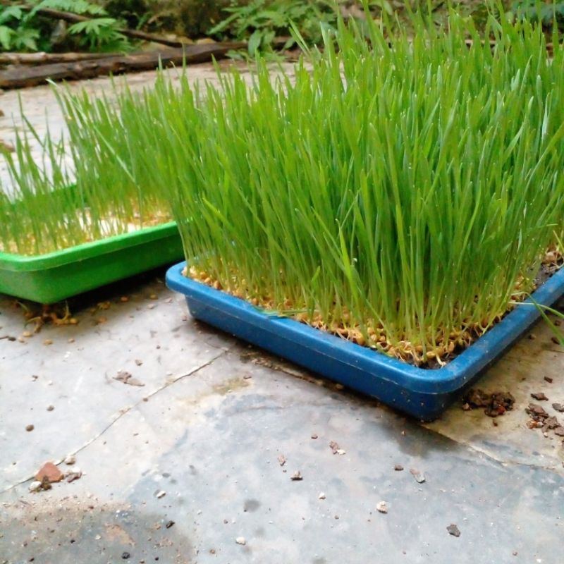 benih biji gandum ( whaetgrass )