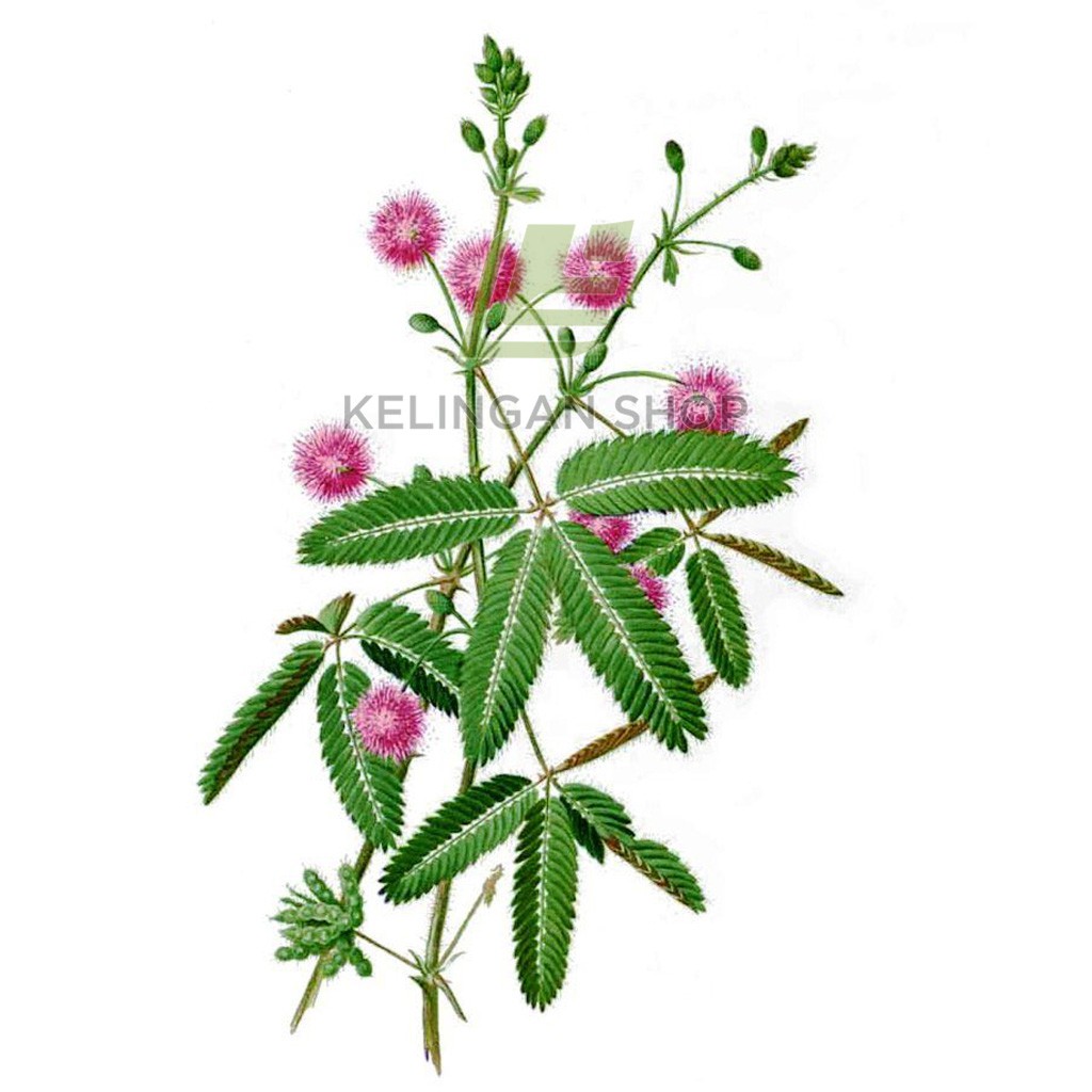 

Daun Putri Malu Segar 400 Gram - Mimosa pudica