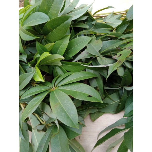 

daun randu atau daun pohon randu segar 500 gram