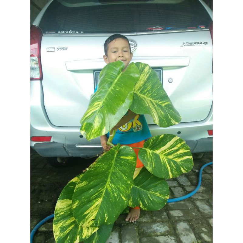 monstera epipremnum pinantum sirih gading jumbo