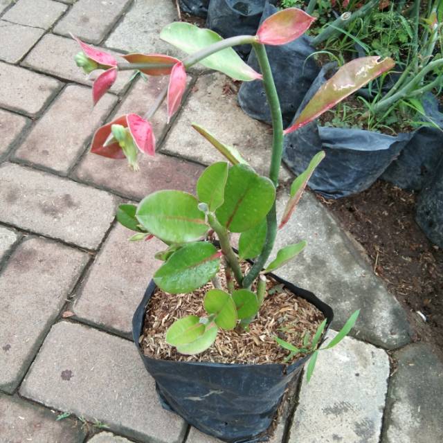 Tanaman hias cucak rowo