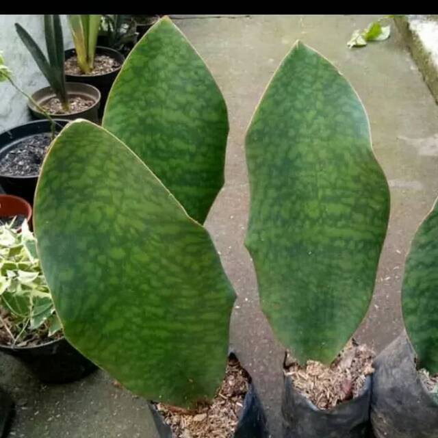 Jual Tanaman indoor sansivera mansoniana sansiveira centong sansevieria taneman indor