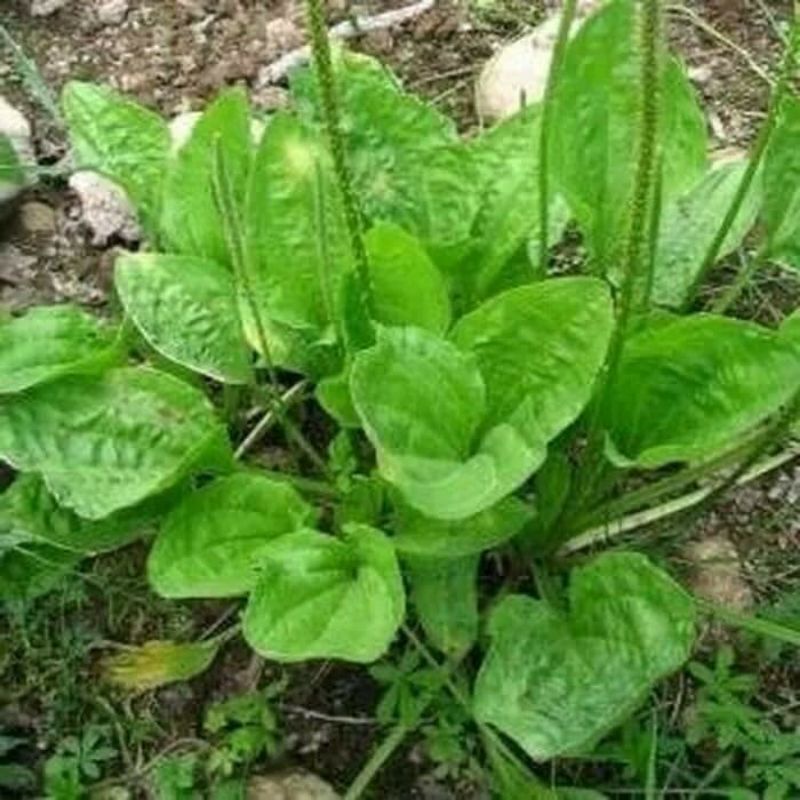 

Tanaman Herbal Kiurat / Daun sendok