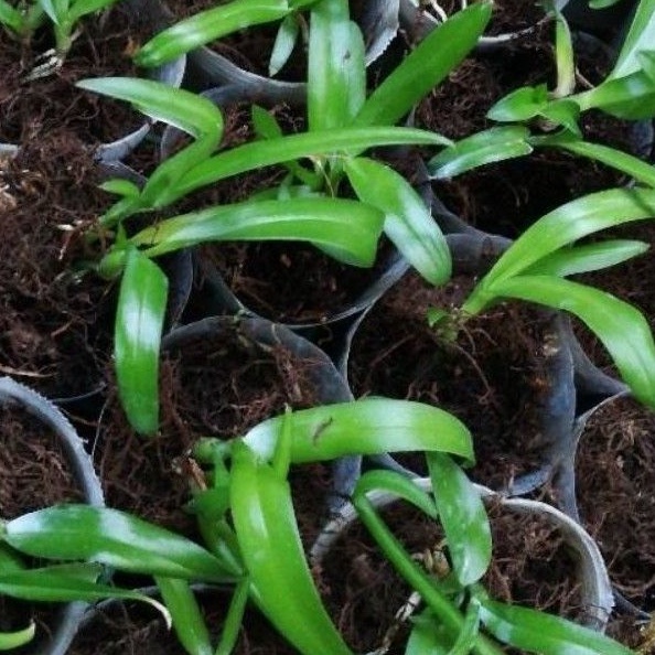 Sedling anggrek dendrobium hybrid(minimal order 3pot) Tanaman Hidup-,Bunga Hidup Murah Bunga Hiasan 