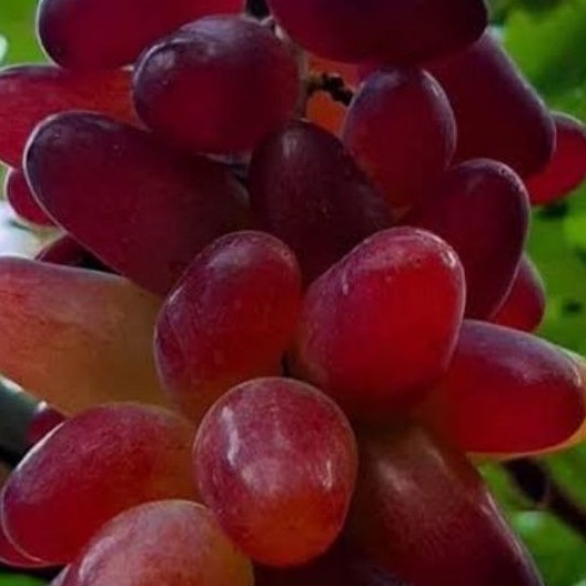 anggur import carnival