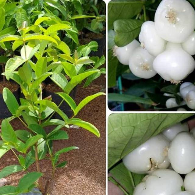 Bibit jambu air kancing putih