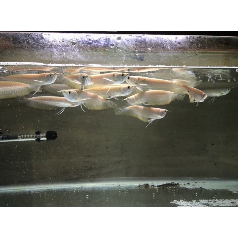 Arwana Silver Red (Serat Merah) Great A