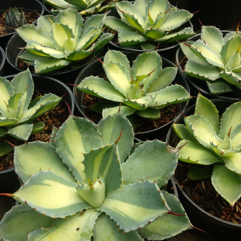 Agave Variegata Tengah D 10cm