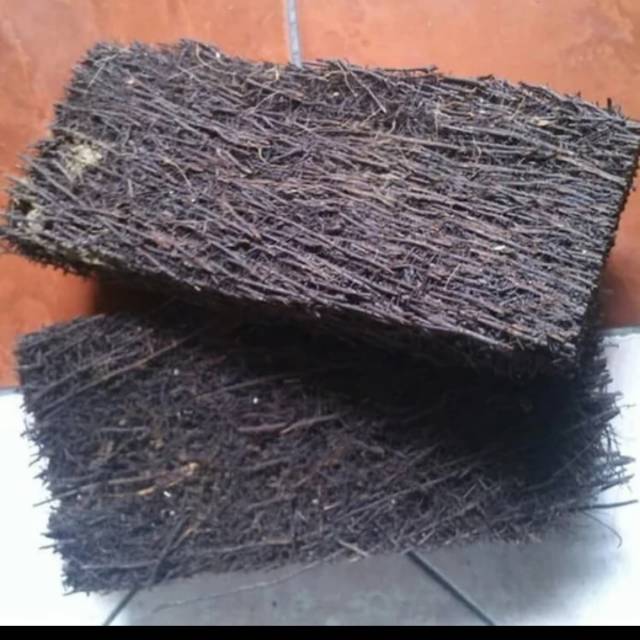 Media akar pakis lempengan - akar pakis lempengan