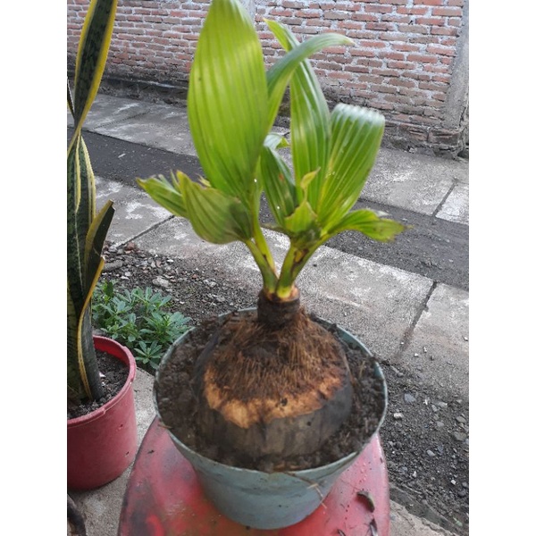 #BONSAI kelapa cabang