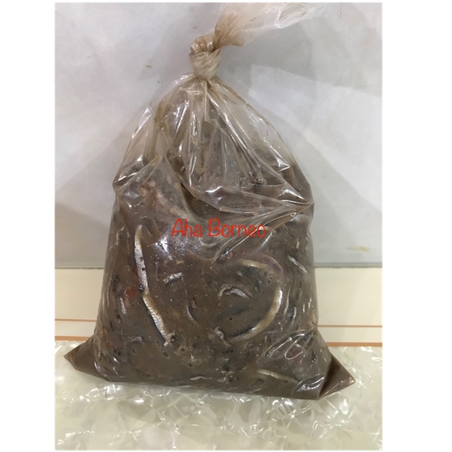 

Lusipkoi / Cincalok Teri / Terikoi / Kung Ng Ci Koi Pemangkat Kalimantan / Kang He Koi / Bukoi