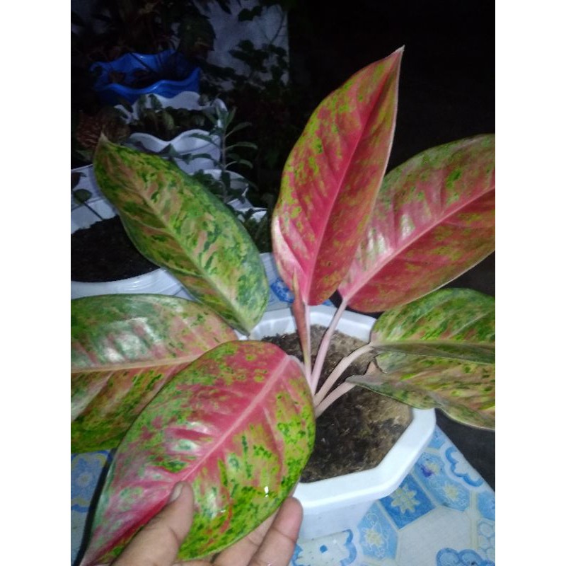 Aglonema Bigroy Indukan